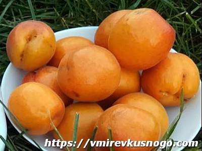 описание абрикосов