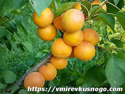 описание абрикосов
