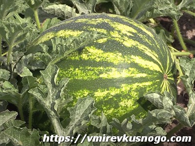 польза арбуза