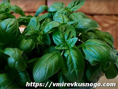польза базилика