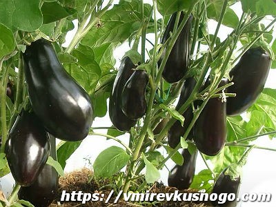 Растение баклажан вкусные баклажаны