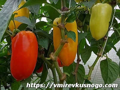 вкусный болгарский перец