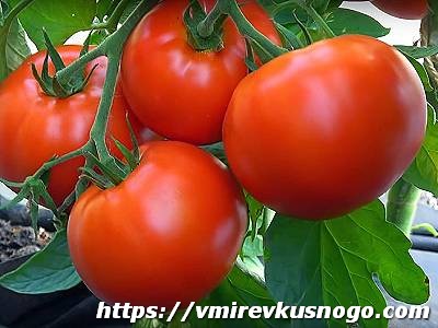 Томаты вкусные помидоры