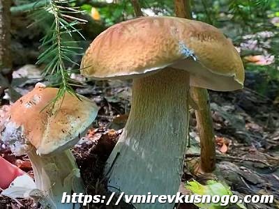 белый гриб съедобные грибы
