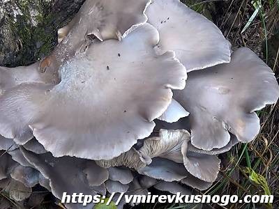 Вешенки съедобные грибы