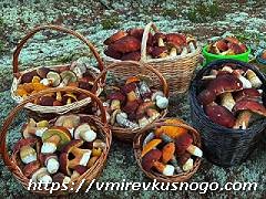 заготовка грибов на зиму