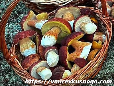 заготовка грибов на зиму