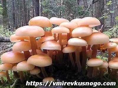 Опята съедобные грибы