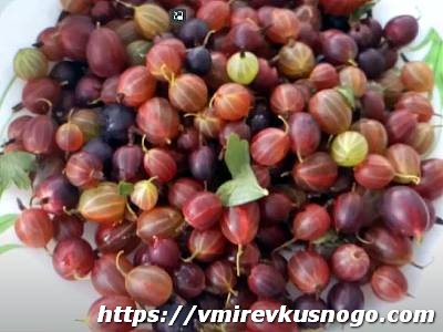 крыжовник описание