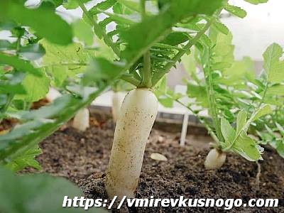 Сочный корнеплод дайкон редька дайкон