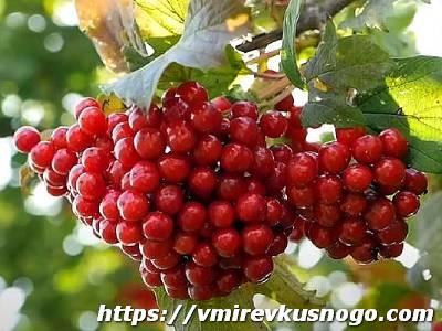 калина красная